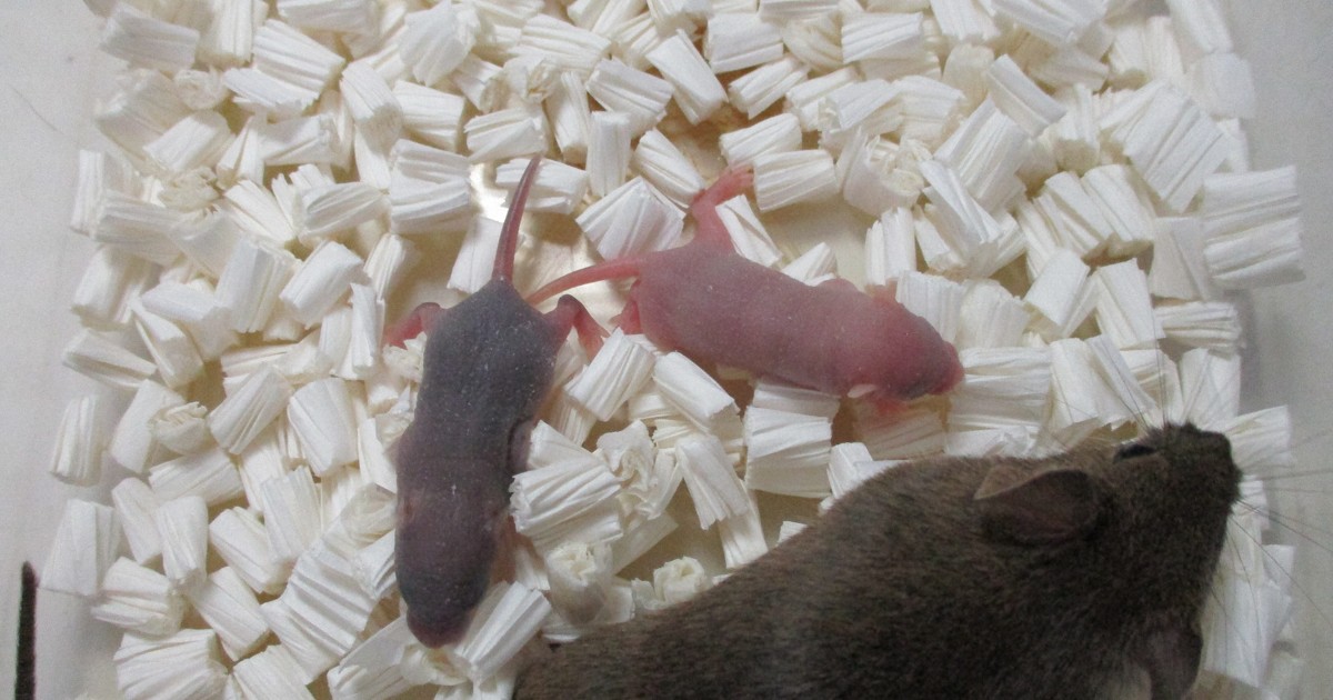 Study finds mammals need sexual reproduction to remove harmful mutations