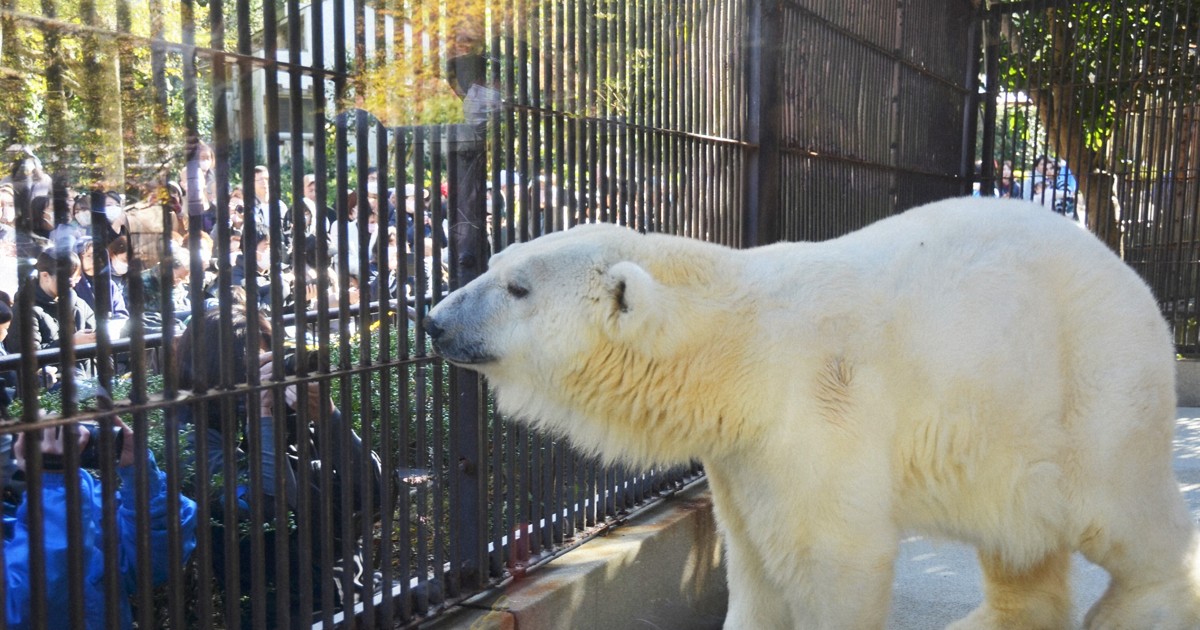 ホッキョクグマの「ピース」体調不良で一時公開中止　とべ動物園