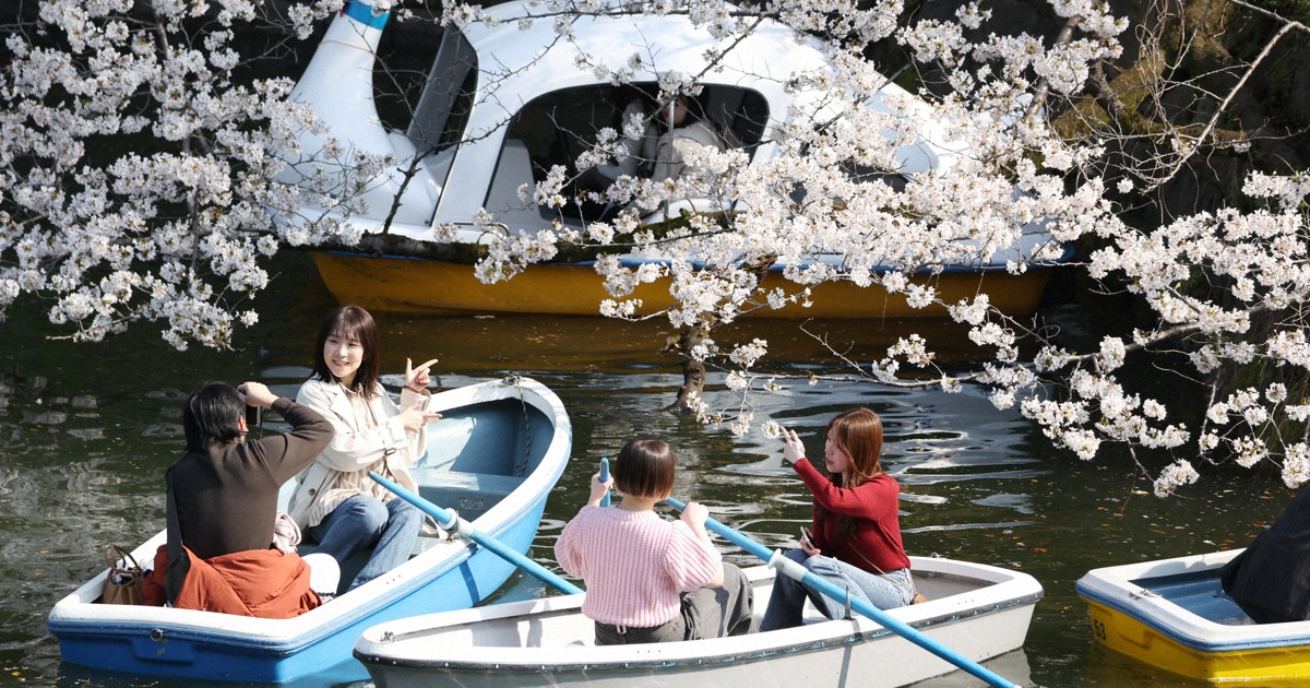 東京都心で桜満開　平年より3日早く　東京管区気象台