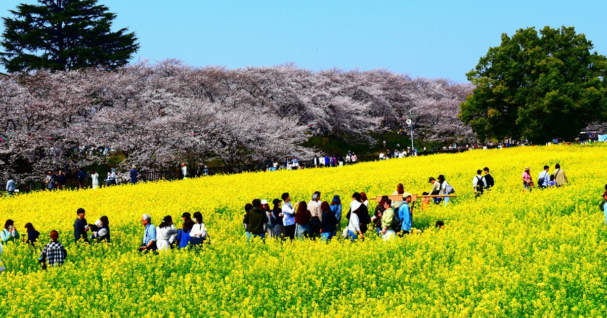 権現堂公園の桜と菜の花 桜と菜の花 競演 幸手・権現堂公園でまつり：東京新聞デジタル