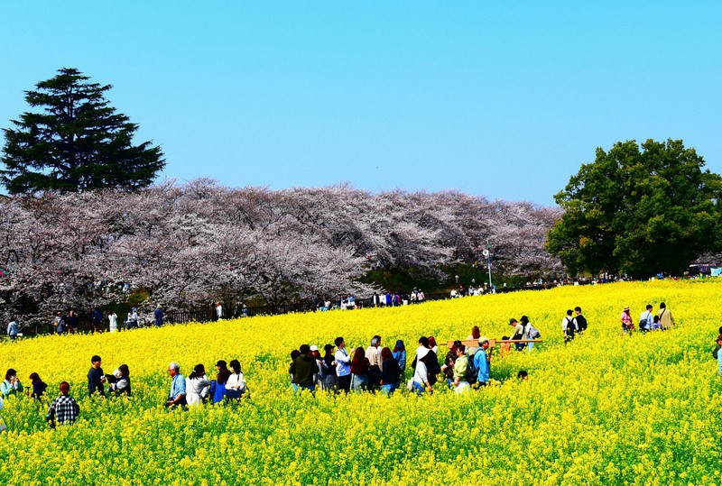 権現堂公園の桜と菜の花 菜の花と桜のハーモニー 埼玉・幸手の権現堂公園で見ごろ | 毎日新聞