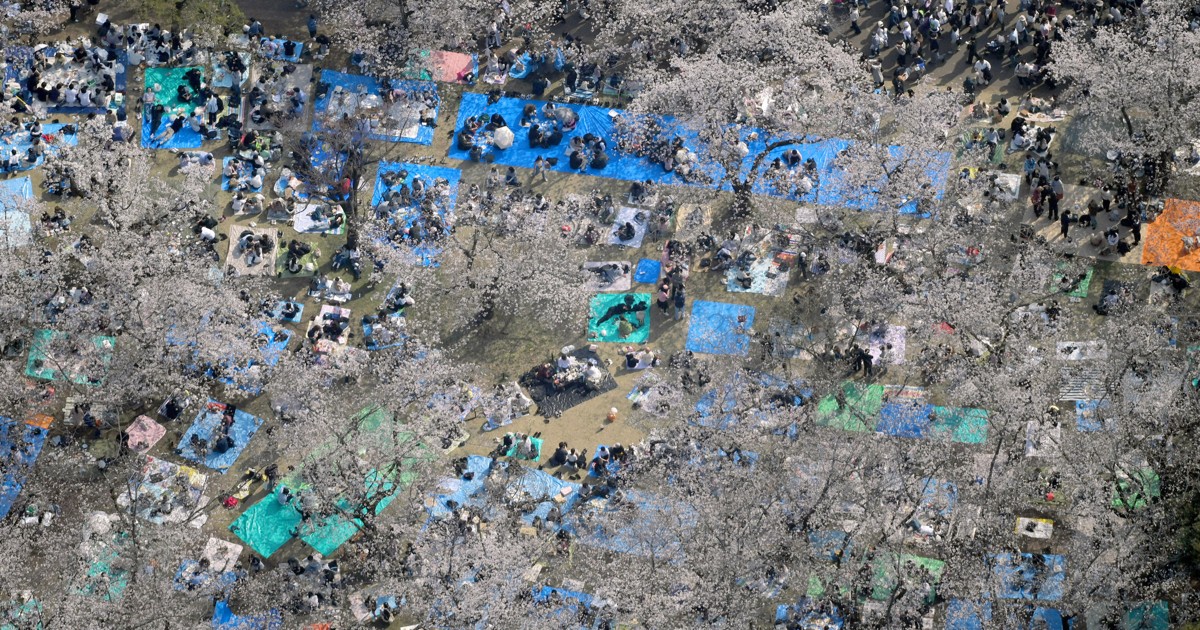 日本列島ぽかぽか　代々木公園「桜の園」はピンクとブルーの共演