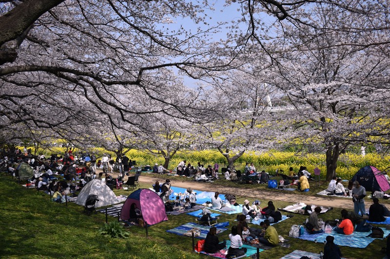 菜の花と桜のハーモニー 埼玉・幸手の権現堂公園で見ごろ [写真特集1/4