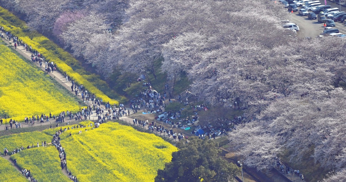 運気が上がる春の菜の花。大作、 パステル画 保田三友紀の処分品もうすぐ値上げ 運気が上がる春の菜の花。大作、 パステル画 保田三友紀の処分品