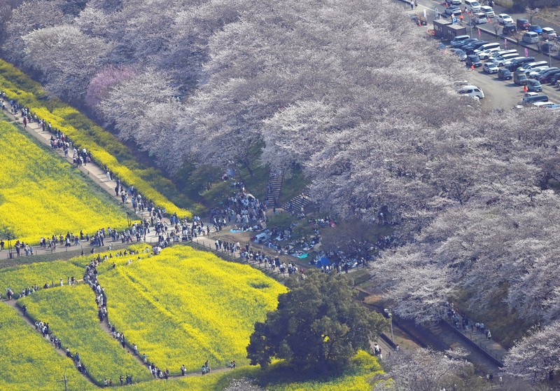 桜満開 晴れ広がり 各地で花見にぎわう [写真特集1/11] | 毎日新聞