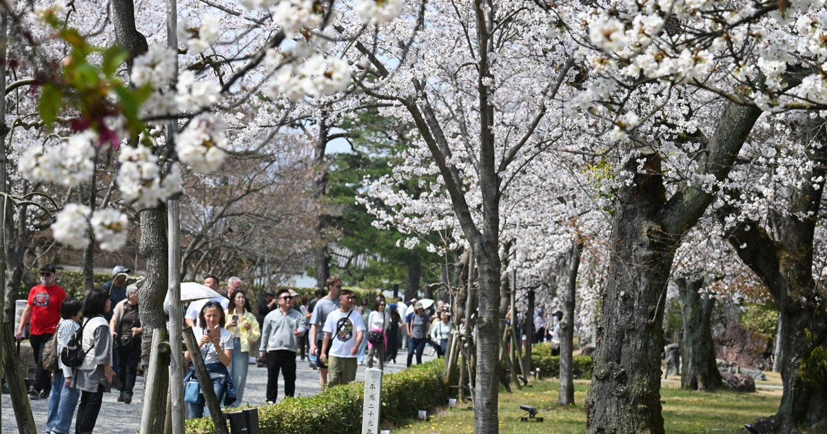 京都市で桜満開　平年より5日早く　二条城には多くの観光客