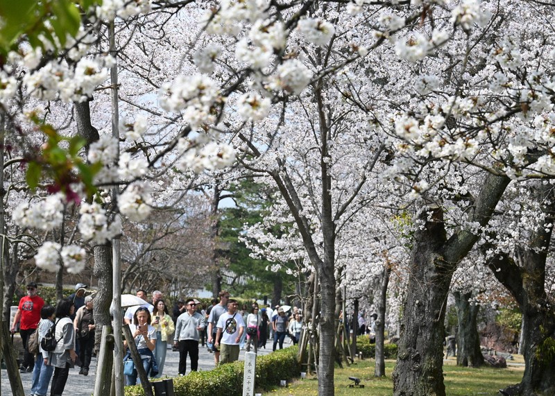 京都市で桜満開 平年より5日早く 二条城には多くの観光客 | 毎日新聞