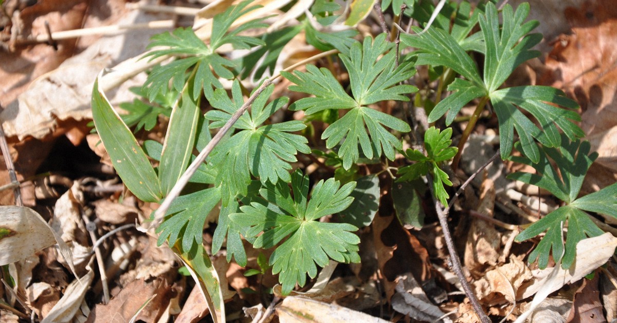 Man in north Japan in critical condition after eating toxic monkshood plant