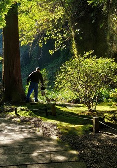 Sunlight filters through lush green trees in Matsushima.