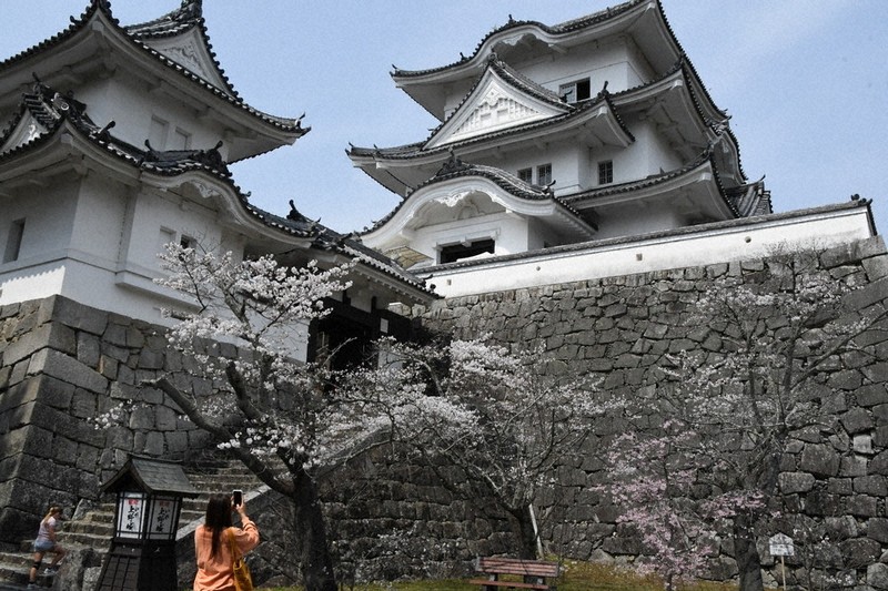 桜、見ごろ 伊賀上野城 天守と2ショット 桜色ライトアップも 伊賀広域