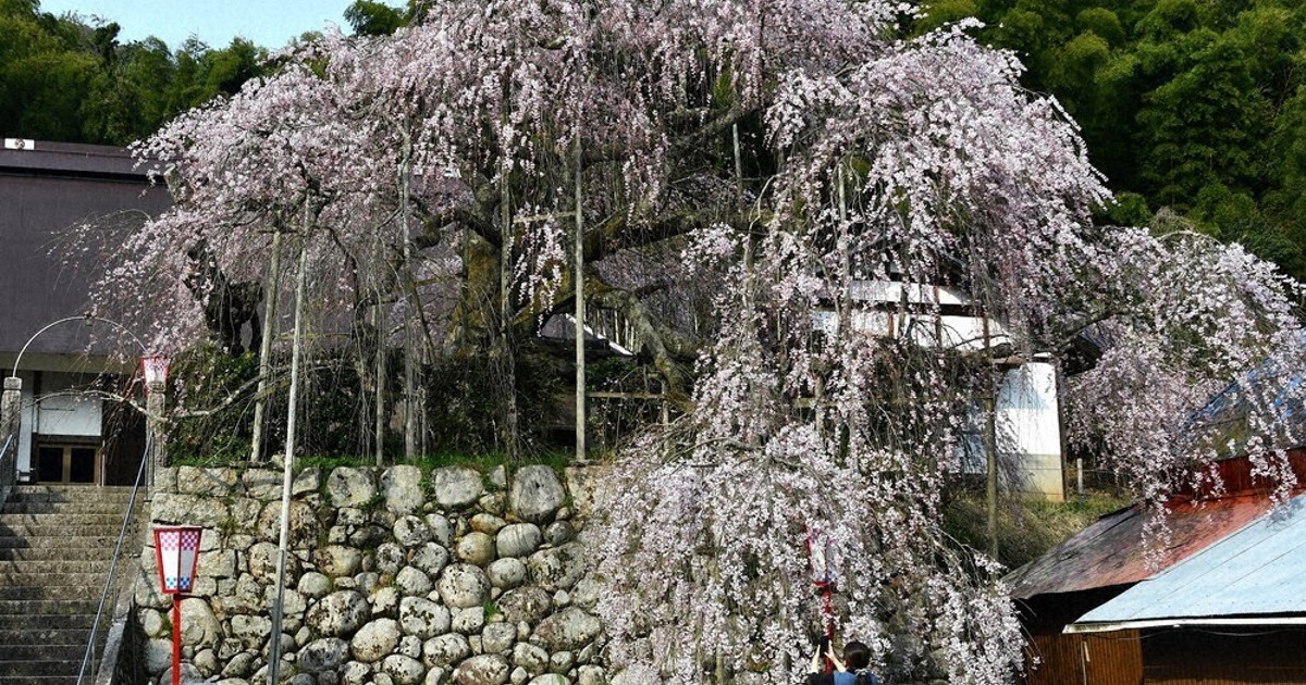 ぽかぽか陽気で一気に咲き始め 舞鶴の枝垂れ桜 ／京都 | 毎日新聞