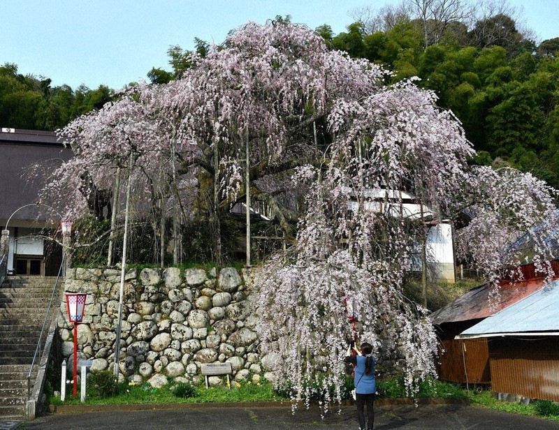 ぽかぽか陽気で一気に咲き始め 舞鶴の枝垂れ桜 ／京都 | 毎日新聞