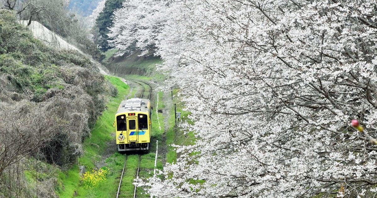 鉄道模型風景 鉄道と桜の風景、愛媛県、引き取り限定 0c10.jpg?1