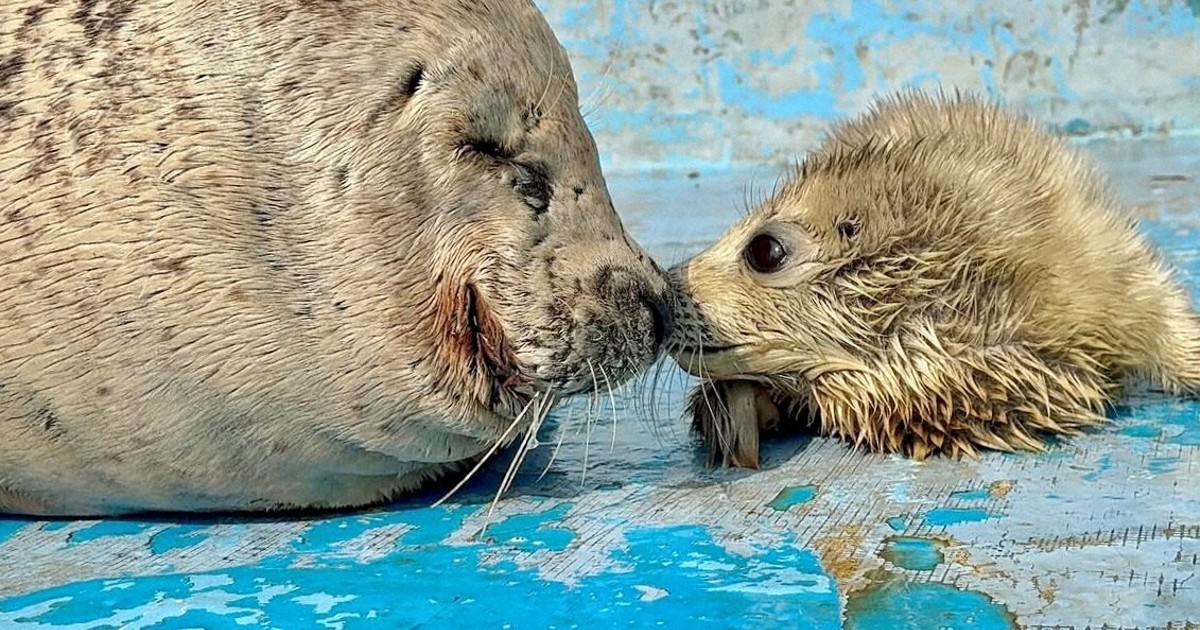 Easy Japanese news in translation: Baby spotted seals born at aquarium in Hokkaido