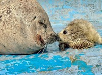 (Photo courtesy of Noshappu Aquarium)