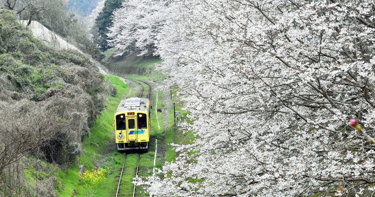 華やかに…せつなさも 桜と平筑鉄道 赤駅南側沿線の桜並木 撮影スポット