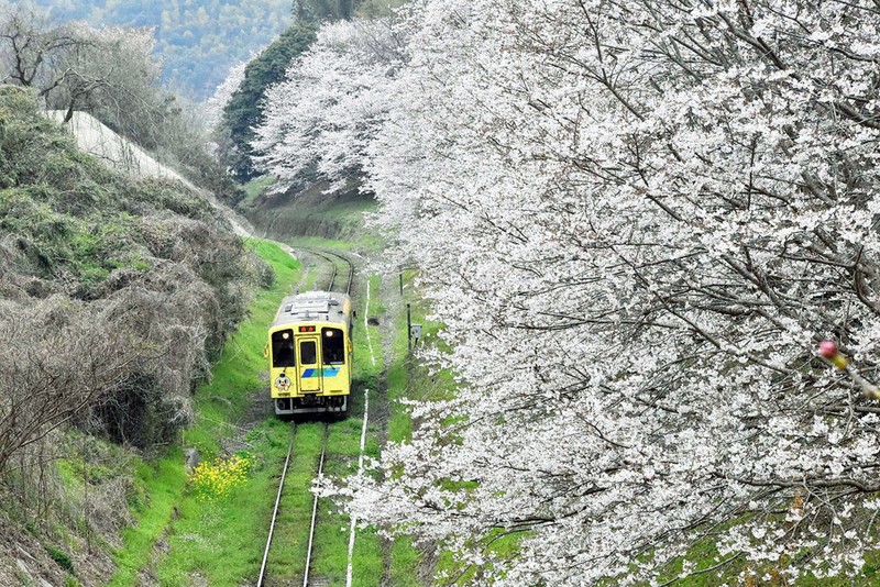 鉄道模型風景 鉄道と桜の風景、愛媛県、引き取り限定 華やかに…せつなさも 桜と平筑鉄道 赤駅南側沿線の桜並木 撮影スポット