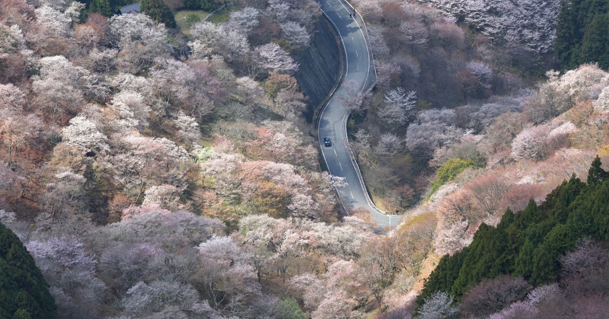 空から見た吉野の桜　「一目千本」の山にも春