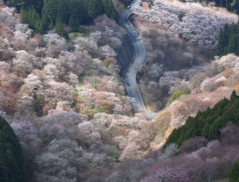 空から見た吉野の桜 「一目千本」の山にも春 | 毎日新聞