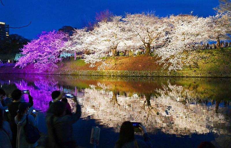 開花遅れ、「さくらまつり」延長 8日まで 福岡・舞鶴公園 | 毎日新聞