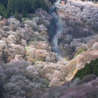 一目千本 吉野の桜 空から見た桜 [写真特集1/7] | 毎日新聞