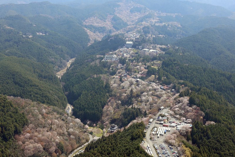 一目千本 吉野の桜 空から見た桜 [写真特集1/7] | 毎日新聞