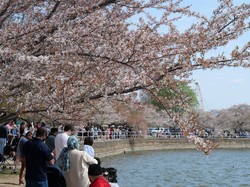 米首都ワシントンで咲き誇る桜＝2026年3月31日、平野光芳撮影