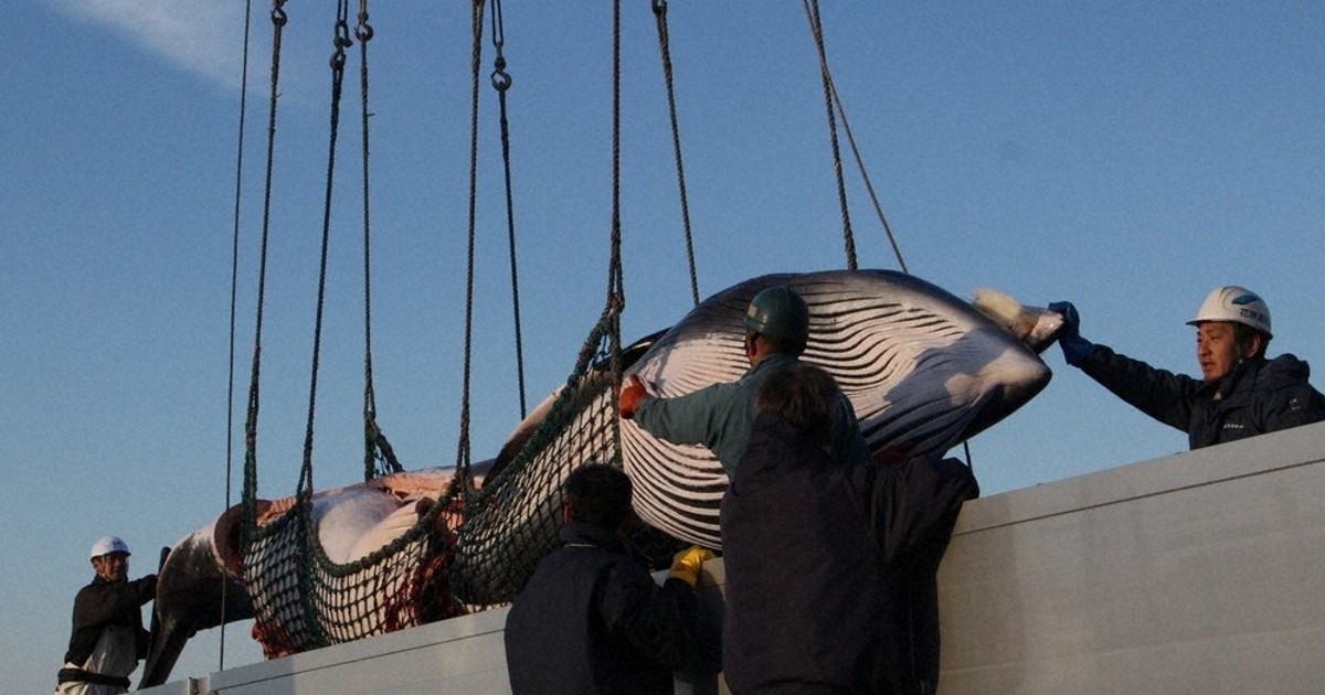 1971年捕獲希少南氷洋ミンククジラのヒゲ ミンククジラ 2頭初水揚げ 根室沖 ／北海道 | 毎日新聞