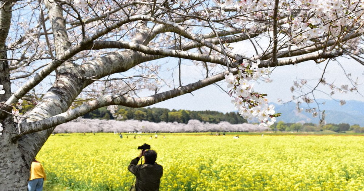 油絵 原画「生命の輝きと春の風」A4 額装付 西都原古墳群 桜 菜の花 0c10.jpg?1