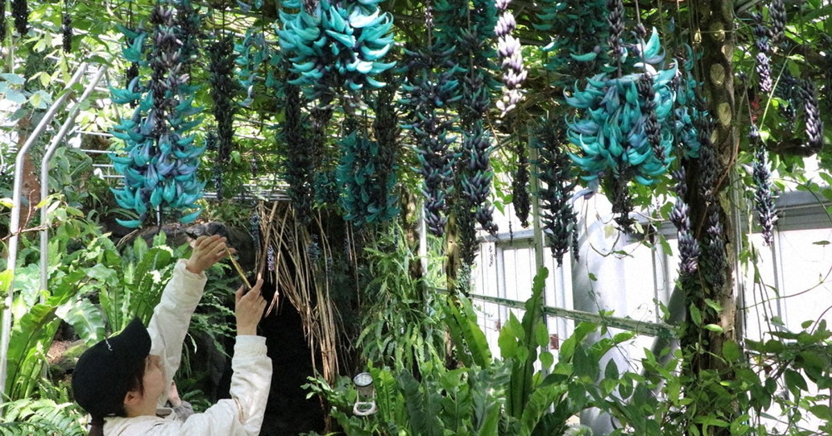 夜は輝く宝石のように　ヒスイカズラ見ごろ　山口の植物館