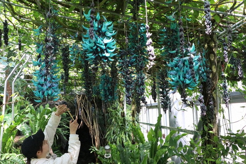 夜は輝く宝石のように　ヒスイカズラ見ごろ　山口の植物館