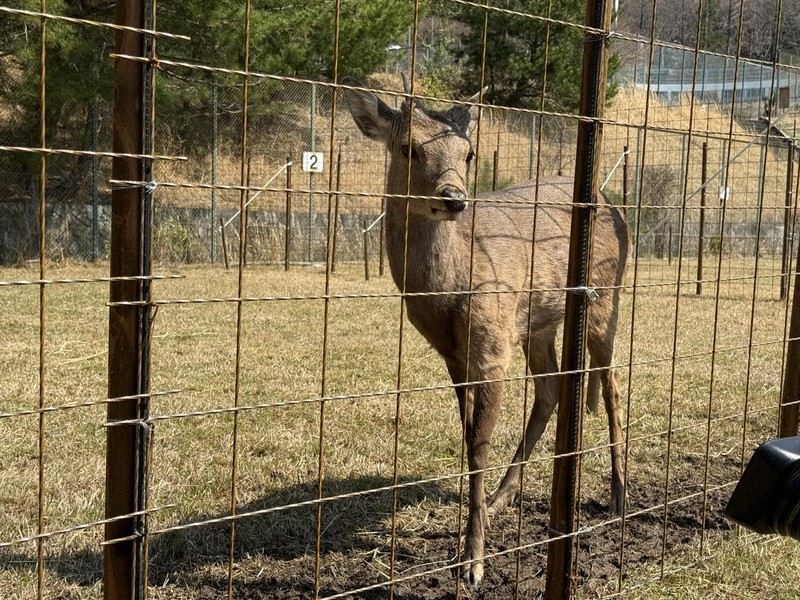 奈良から迷子？のシカ　愛称は「シカやん」　大阪・能勢温泉