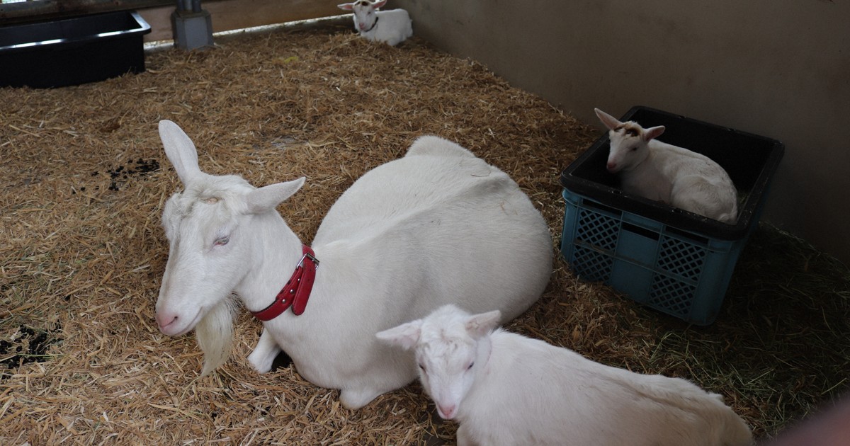 おメェでたい三つ子2組　新潟・いくとぴあでヤギの赤ちゃん誕生