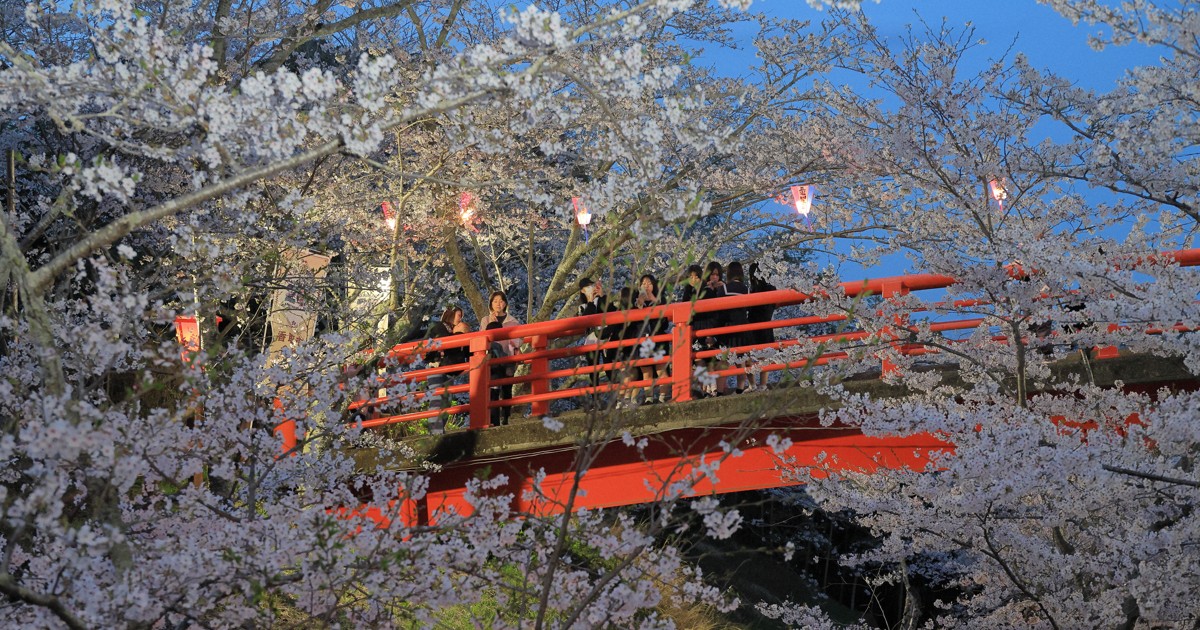 1000本のソメイヨシノ、参道の桜並木…　千葉で花見客楽しむ
