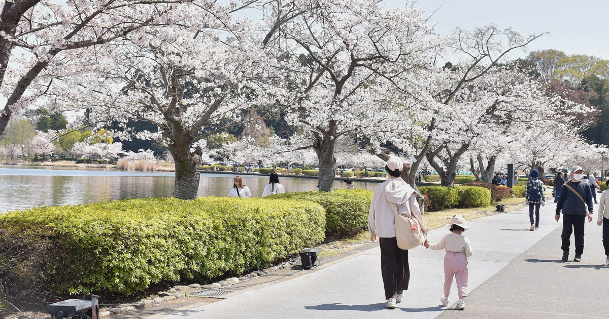 茨城にも春の訪れ　県内各地で桜が見ごろ迎える　水戸は満開