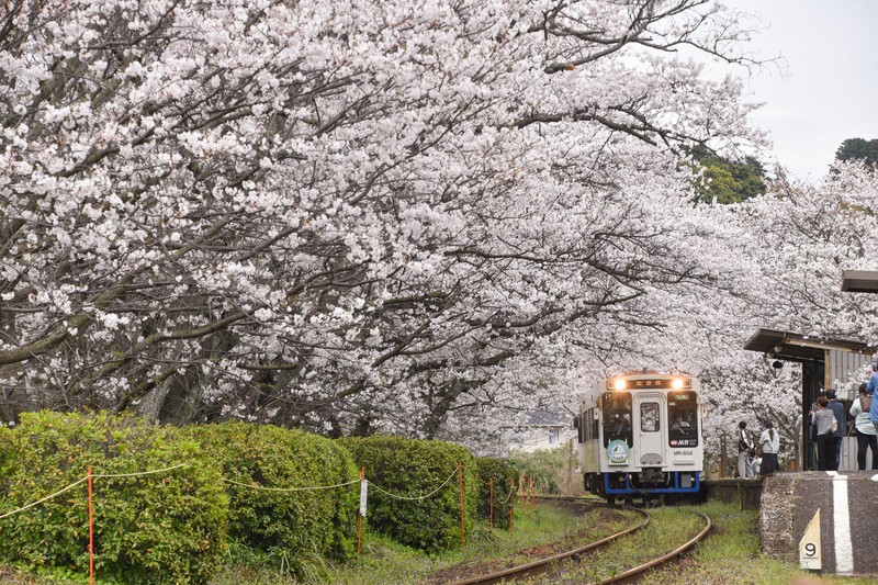 佐賀で桜満開 松浦鉄道のディーゼル車、桜トンネルくぐり抜け | 毎日新聞