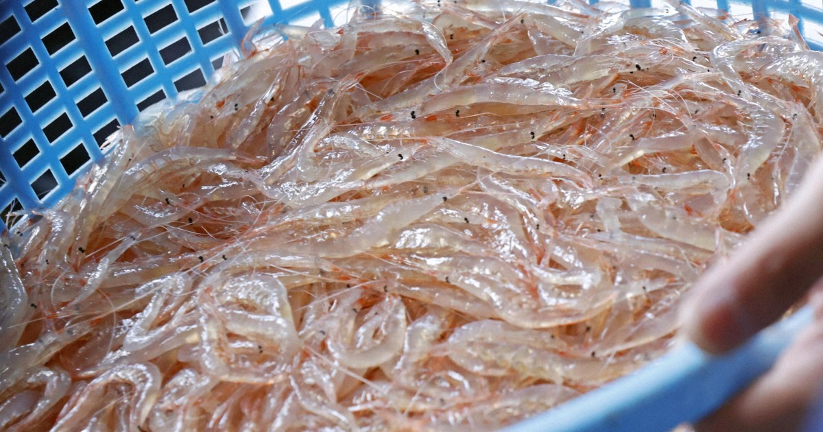 「富山湾の宝石」シロエビ漁開始　漁協「初日は例年より少量」