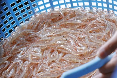 富山湾で初水揚げされたシロエビ＝3日午前、富山県射水市（共同）