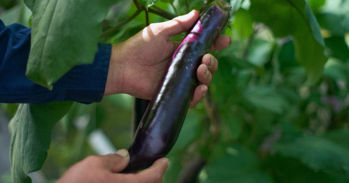 「絶滅危惧野菜」を守れ！　先端技術で日本の伝統野菜栽培を支援