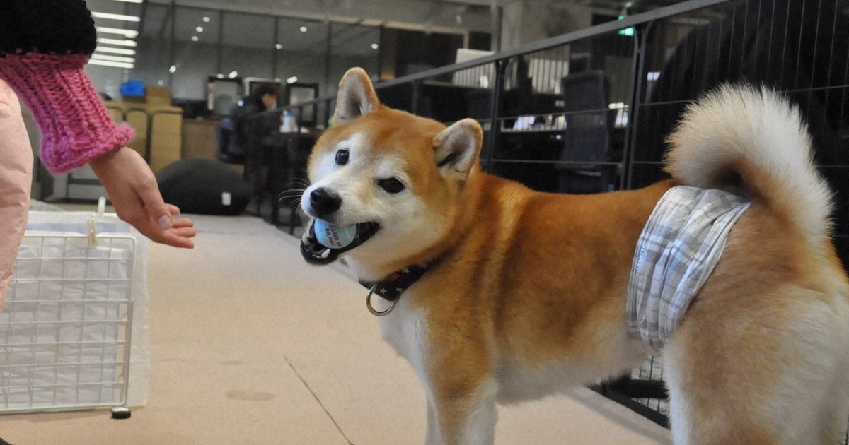 Japanese firms embrace pet-friendly benefits to balance work and animal care