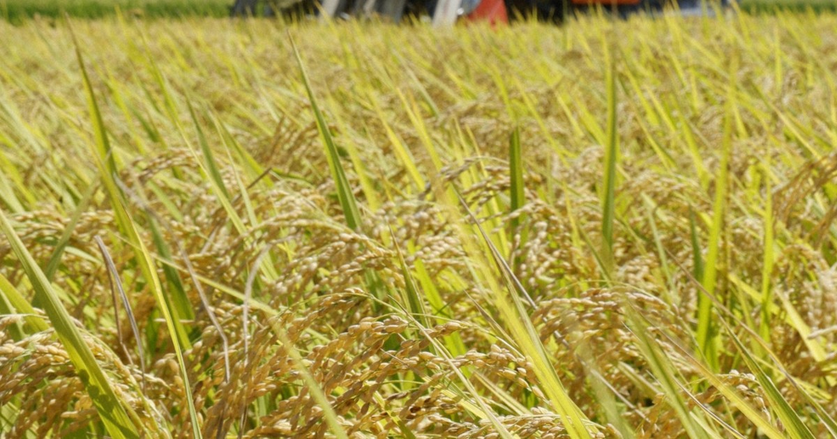 Japan Cabinet OKs demand-based rice output policy, boosts shortage measures