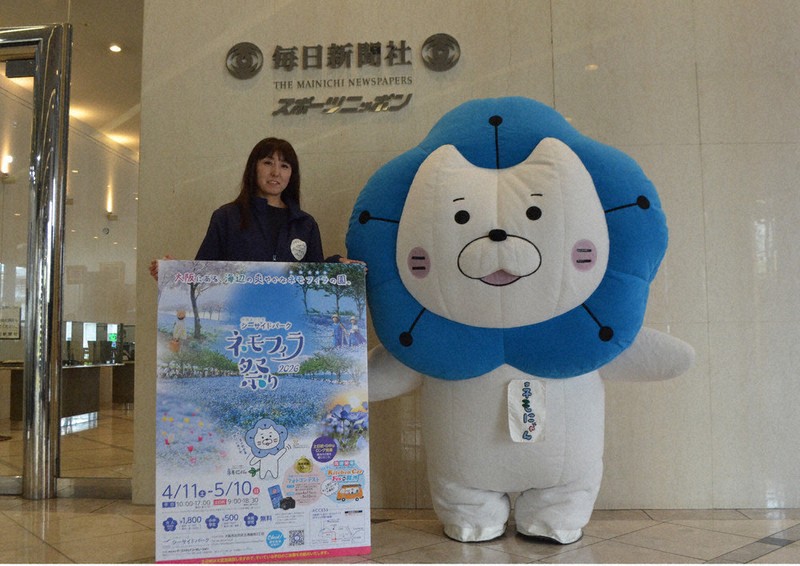 花、海、空 青の競演 ネモフィラ祭り 舞洲・11日から ／大阪 | 毎日新聞