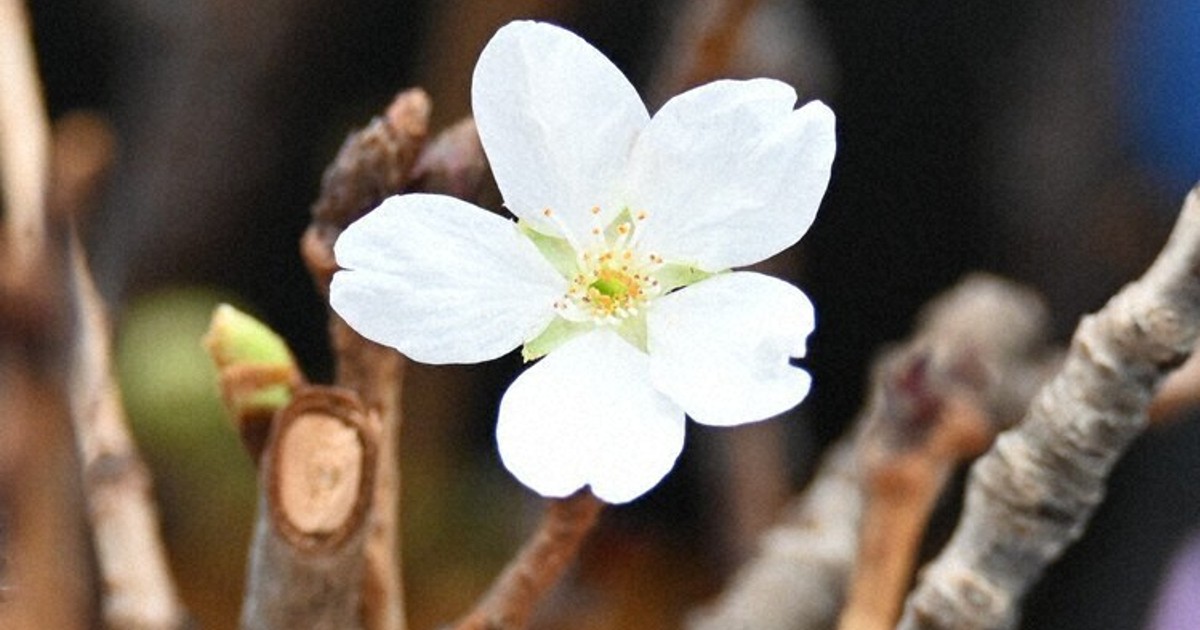 大規模火災で被災の桜、一輪咲く　「願い届いた」　大分・佐賀関