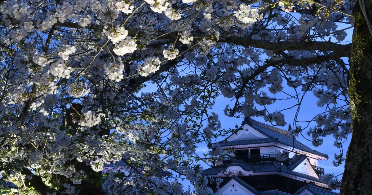 薄紅色の花びら、光に照らされ　松山城で夜桜ライトアップ