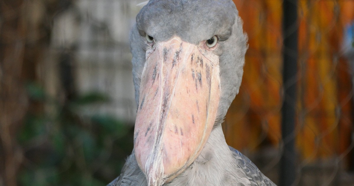 上野動物園、ハシビロコウでPR　モチーフの電動カートも運行へ