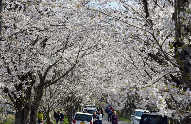 咲き誇る桜のトンネル「毎年の定番に」 三重・北神山花街道 | 毎日新聞