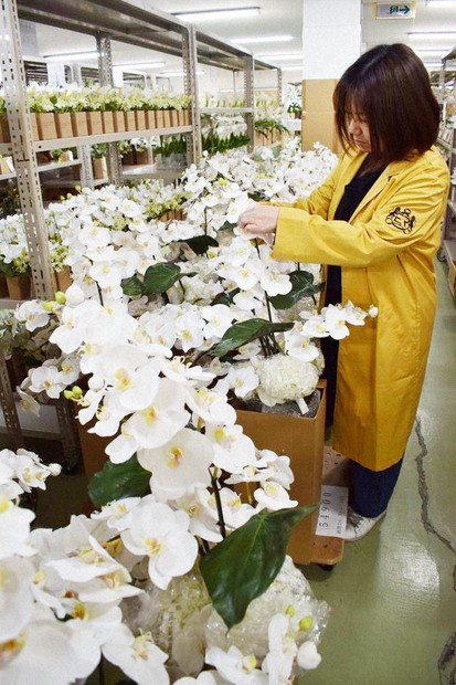 美しさ長持ち、造花の胡蝶蘭 命吹き込む、アートフラワー 「エミリオ