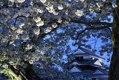 淡い光に照らされる桜と松江城天守＝松山市丸之内で2026年4月3日午後6時38分、狩野樹理撮影