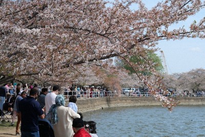 米首都ワシントンで咲き誇る桜＝3月31日、平野光芳撮影