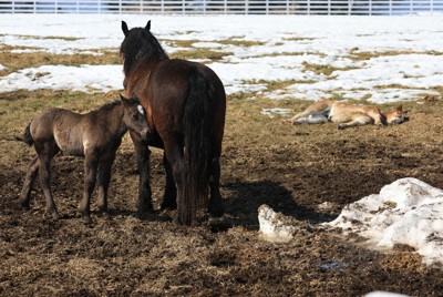 雪解けが進む牧場で母馬と過ごす子馬＝北海道帯広市のばんえい牧場十勝で2026年4月1日、宮間俊樹撮影